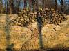 Tree in wall made of rocks 