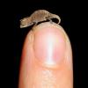 World's Tiniest Chameleon