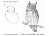 How to draw an owl