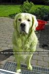 Hulk Dog!