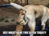 Dogs can't lie about what they have eaten