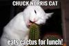 Chuck Norris cat