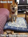 Dogs playing bunk bed