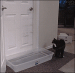 Mischievous Kitten Figures Out How to Open Doors