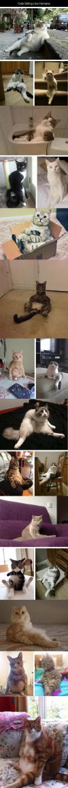 Cats Sitting Like Humans