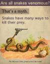 Are all snakes venomous?