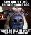 Saw you petting the neighbors dog. 